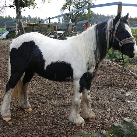 Bushof - Leben Auf Dem Land Apartman *