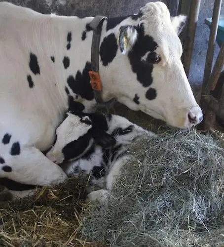 Bushof - Leben Auf Dem Land *