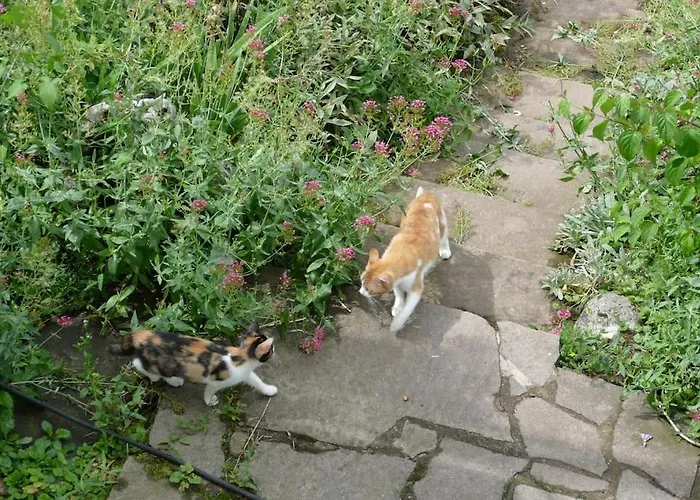 Appartement Bushof - Leben Auf Dem Land *