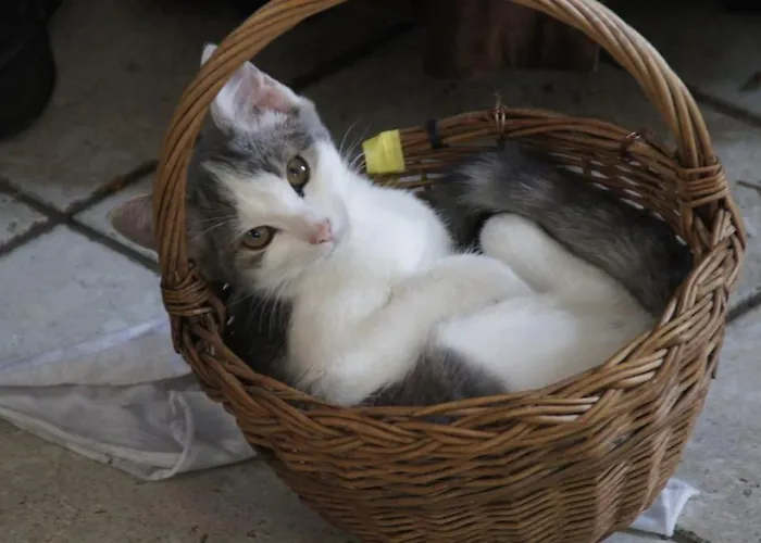 Bushof - Leben Auf Dem Land Appartement *