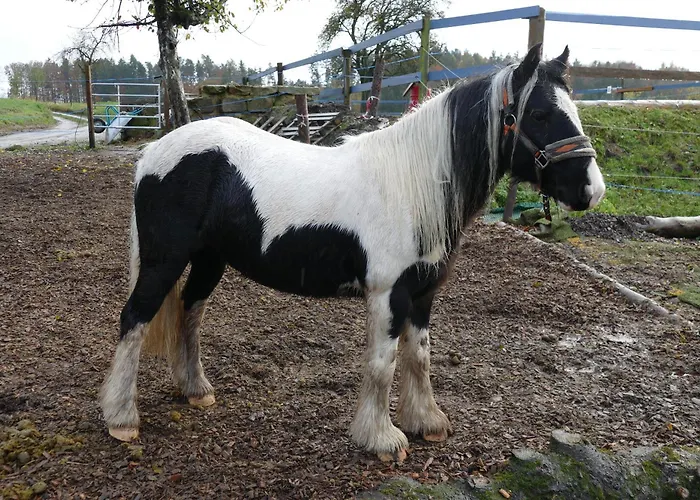 Bushof - Leben Auf Dem Land Appartement *